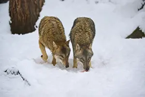 Winter Animal Behavior Prints: Two wolves, surrounded by snow