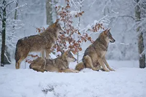 Predator In Nature Prints: Three wolves in the wintry forest