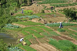 Vietnamese Rural Landscape Photography Prints: Women working in vegetable fields