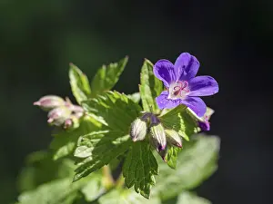 Iceland Nature Photography Prints: Wood cranesbill (Geranium sylvaticum)
