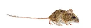 Studio Shot Of A Mouse Prints: Wood mouse exploring a white background