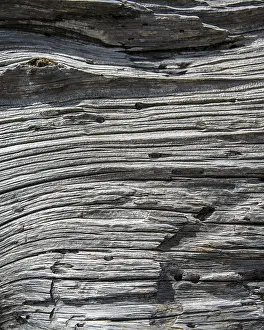 Detailed Botany Images Prints: Wood structure of a dead tree