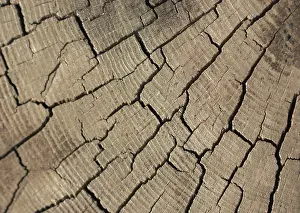 Wood texture with natural patterns as a background