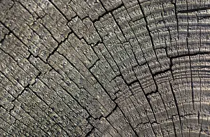 Wood Texture Background Prints: Wood texture with natural patterns as a background