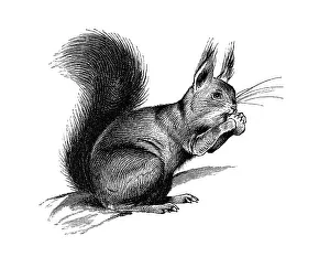 Traditional Craftsmanship Techniques Prints: Woodcut, Bushy-tailed squirrel (Sciurus)
