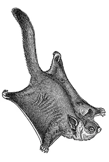 Traditional Crafts Artwork Prints: Woodcut, Petaurus (Petaurus sciureus)