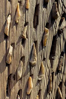Full Frame Wooden Texture Prints: Wooden background with a certain texture pattern