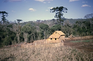 Pine Forest Landscape Photography Prints: Wooden farmhouse under construction in a pine forest