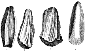 Stone Age Tools Prints: Worked stone tools, stone core (1)