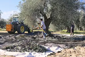 Traditional Farming Methods Prints: Workers using tools to gather olives from trees in a grove