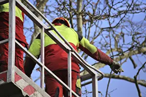 Tree Pruning Prints: Workers on the work platform pruning or maintaining trees