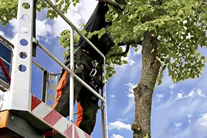 Tree Pruning Prints: Workers on the work platform pruning or maintaining trees