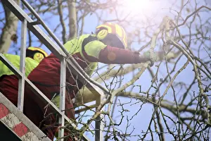 Tree Pruning Prints: Workers on the work platform pruning or maintaining trees