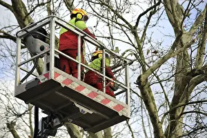 Tree Pruning Prints: Workers on the work platform pruning or maintaining trees