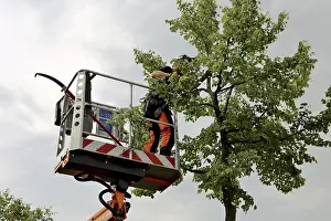 Tree Pruning Prints: Workers on the work platform pruning or maintaining trees