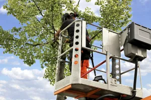 Tree Pruning Prints: Workers on the work platform pruning or maintaining trees