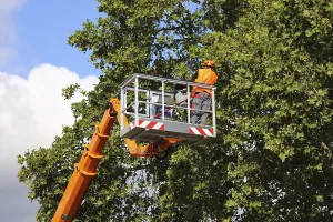 Tree Pruning Prints: Workers on the work platform pruning or maintaining trees