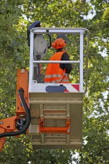 Tree Pruning Prints: Workers on the work platform pruning or maintaining trees