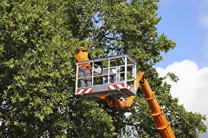 Tree Pruning Prints: Workers on the work platform pruning or maintaining trees