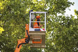 Tree Pruning Prints: Workers on the work platform pruning or maintaining trees
