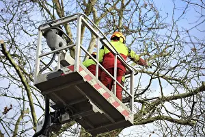 Tree Pruning Prints: Workers on the work platform pruning or maintaining trees