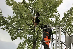Tree Pruning Prints: Workers on the work platform pruning or maintaining trees
