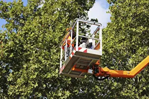 Tree Pruning Prints: Workers on the work platform pruning or maintaining trees