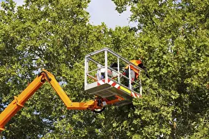 Tree Pruning Prints: Workers on the work platform pruning or maintaining trees