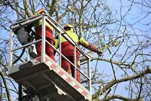 Safety Helmet Wearers Prints: Workers on the work platform pruning or maintaining trees