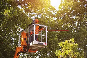 Tree Pruning Prints: Workers on the work platform pruning or maintaining trees