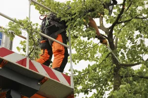 Tree Pruning Prints: Workers on the work platform pruning or maintaining trees