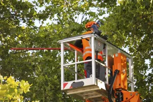 Tree Pruning Prints: Workers on the work platform pruning or maintaining trees