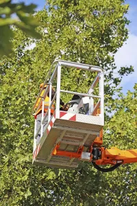 Safety Helmet Wearers Prints: Workers on the work platform pruning or maintaining trees