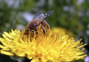 Colorful Nature Scene Prints: A working bee on a buttercup