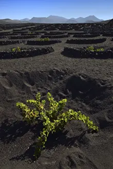 La Geria Wine Growing Region Prints: Worldwide unique cultivation method