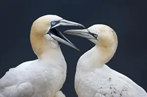Close Up Wildlife Photography Prints: Xrf3p3e6paA