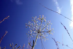 Blue Sky Meadow Scene Prints: Yarrow