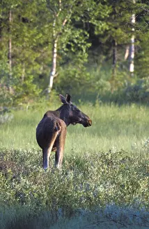 Wildlife Photography Summer Scene Prints: One year old moose