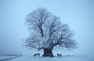 Deciduous Trees Europe Prints: Several hundred years old Lime tree