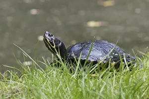 Deserted German Landscapes Prints: Yellow-bellied slider (Trachemys scripta scripta)