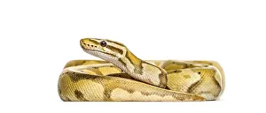Exotic Reptile Photography Prints: Yellow and brown or Firefly ball python regius snake