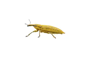 White Background Insect Prints: Yellow bug isolated on a white background