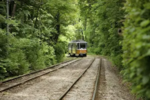 Prints of Yellow Bulgarian train travels through thick green forest in the capital of Bulgaria, Sofia Sofia Prints: Yellow Bulgarian Train Print: Sofia Forest Scene