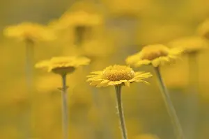 Blooming Flowers Prints: Yellow Chamomile