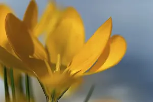 Macro Flower Photography Prints: Yellow Crocus (Crocus)