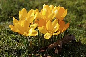 Flavus Prints: Yellow Crocus (Crocus flavus) Print