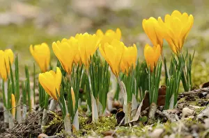 Spring Awakening In Germany Prints: Yellow Crocuses (Crocus), Germany