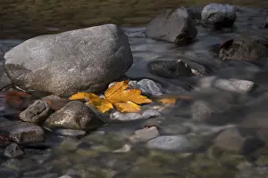 Riverbed Landscape Prints: A yellow discoloured maple leaf lying in the riverbed
