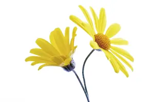 Deserted Blossom Prints: Yellow Euryops flowers