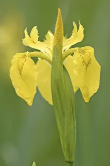Water Flag Bloom Prints: Yellow Flag Iris (Iris pseudacorus)